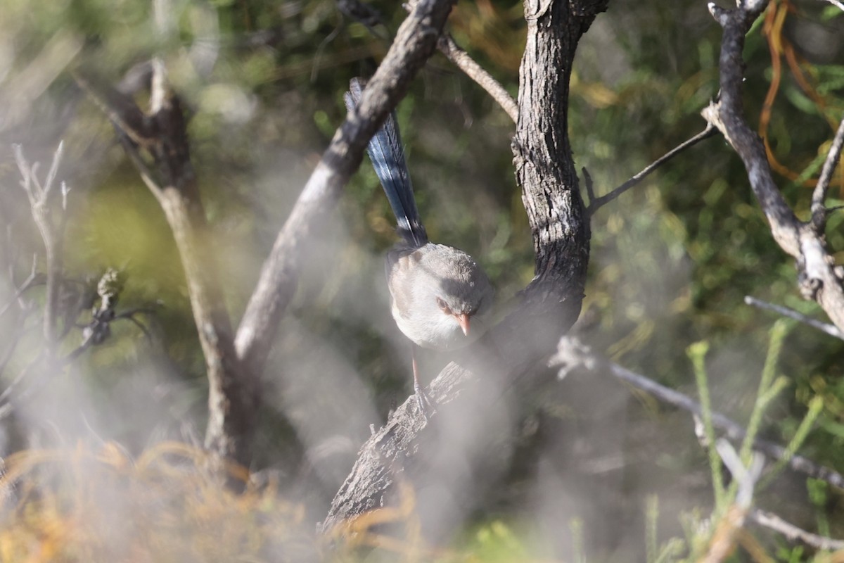 Purple-backed Fairywren - ML643920030