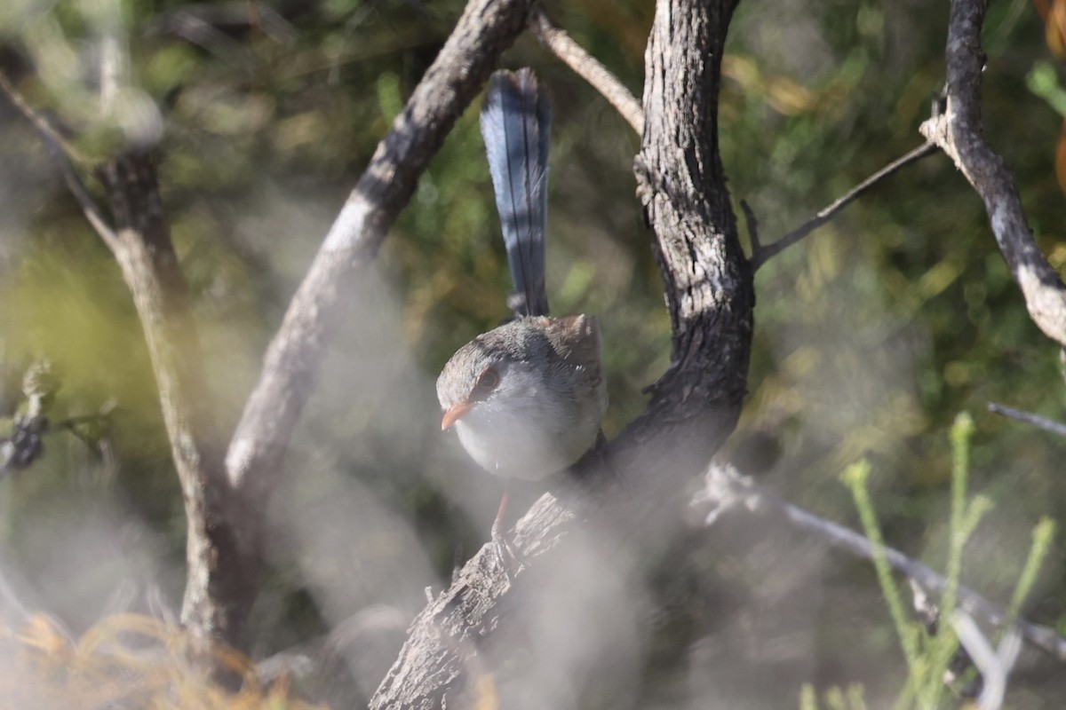 Purple-backed Fairywren - ML643920031