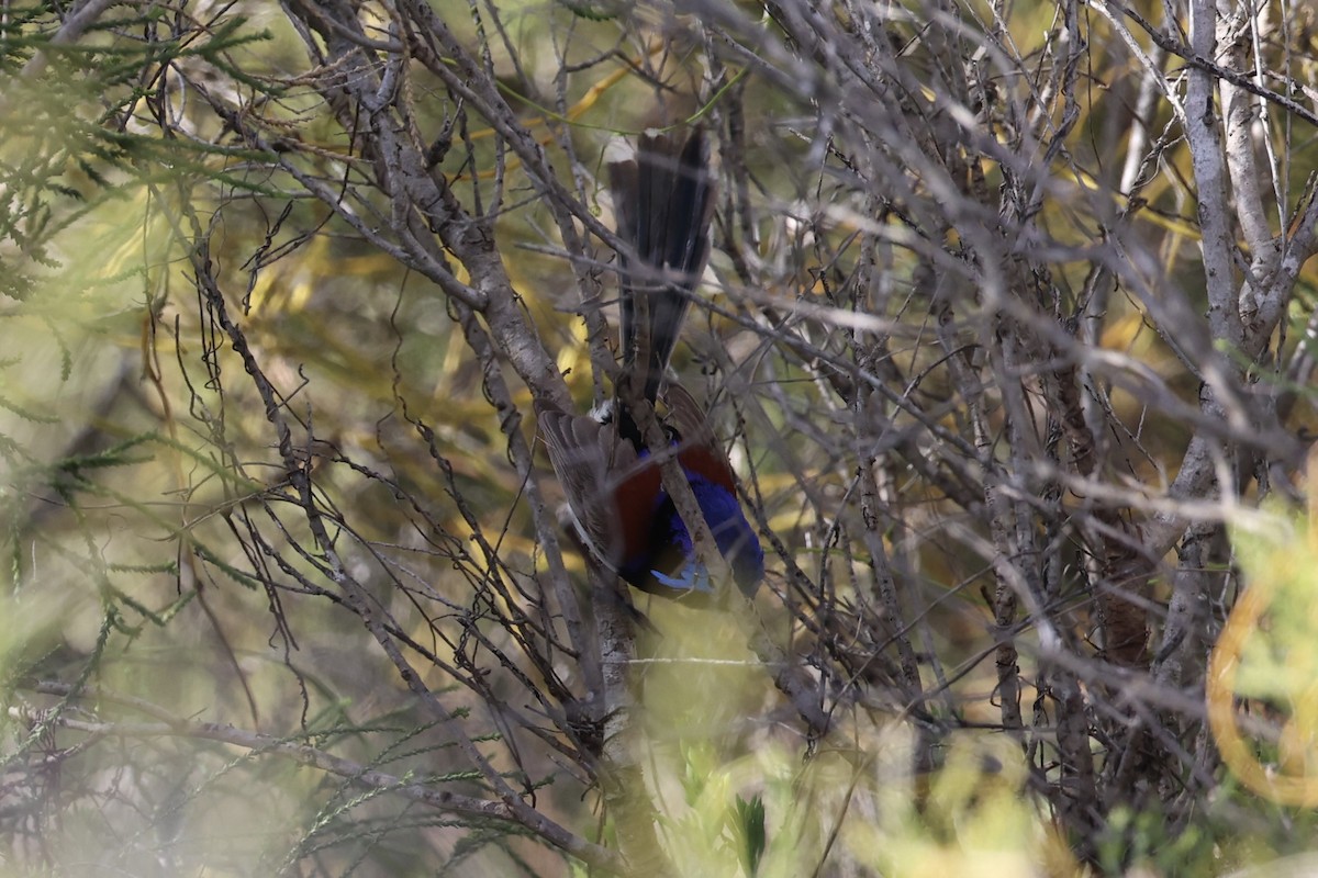 Purple-backed Fairywren - ML643920032
