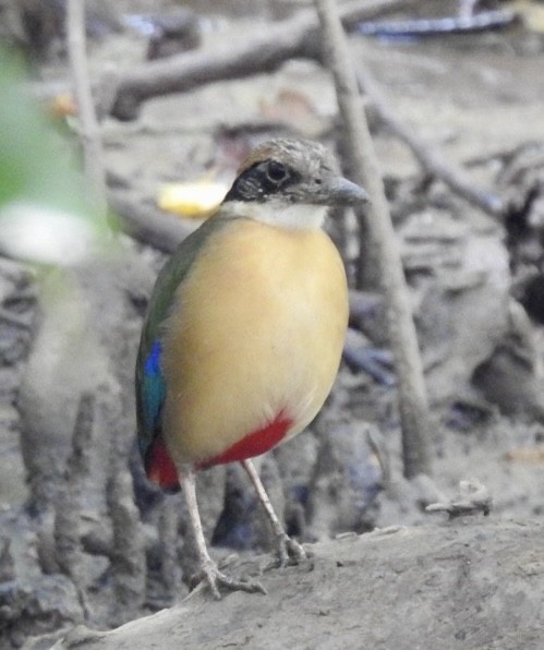 Mangrove Pitta - ML643920038