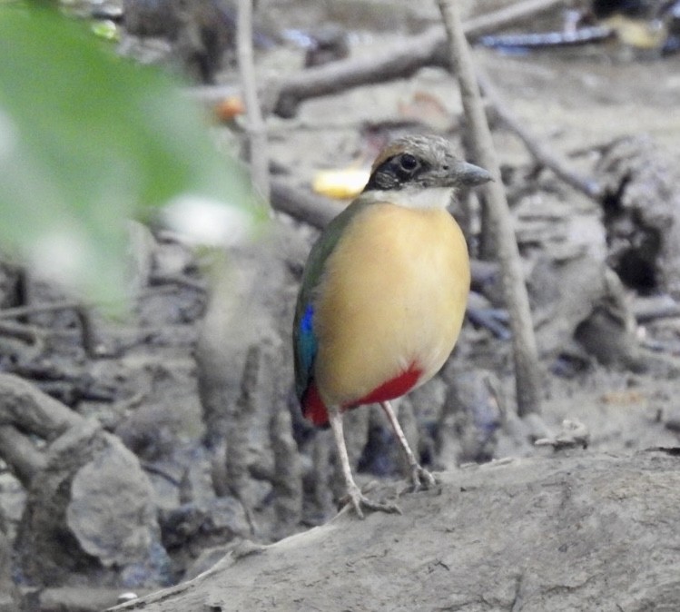 Mangrove Pitta - ML643920039