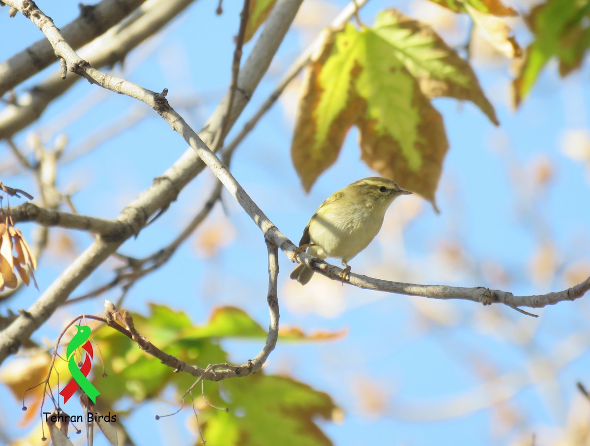 budníček pruhohlavý - ML643920052