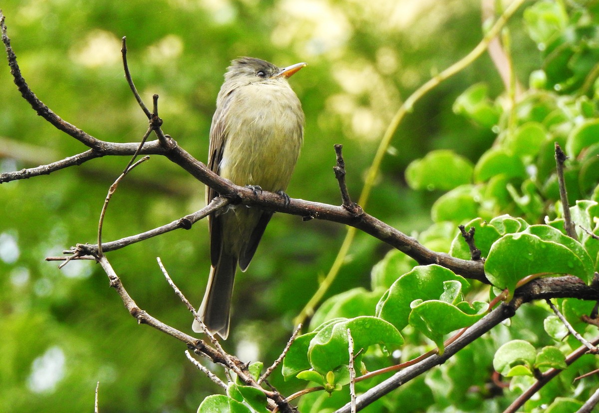 Greater Pewee - ML643920053