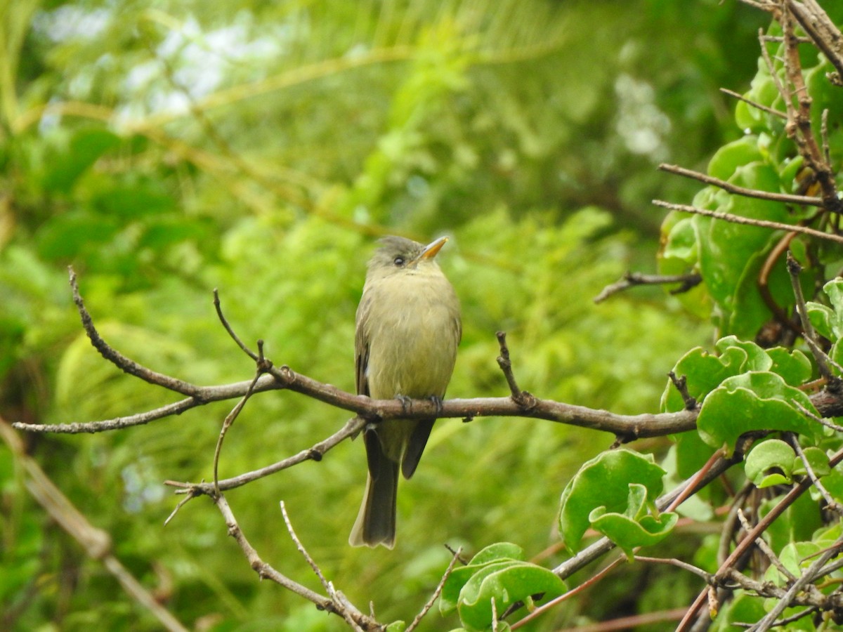 Greater Pewee - ML643920054