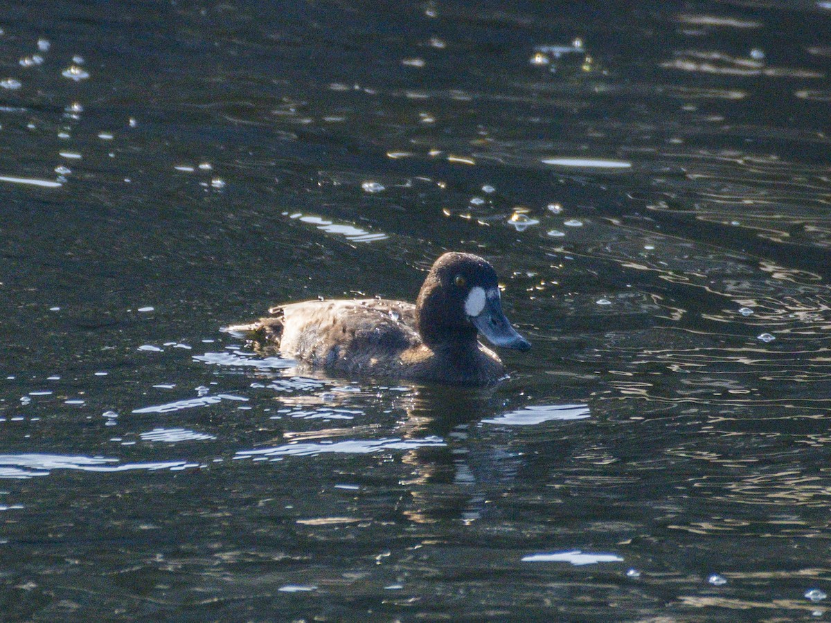 Greater/Lesser Scaup - ML643920065