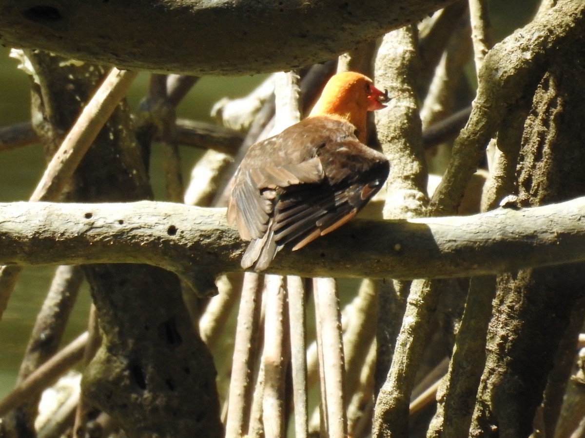 Brown-winged Kingfisher - ML643920104