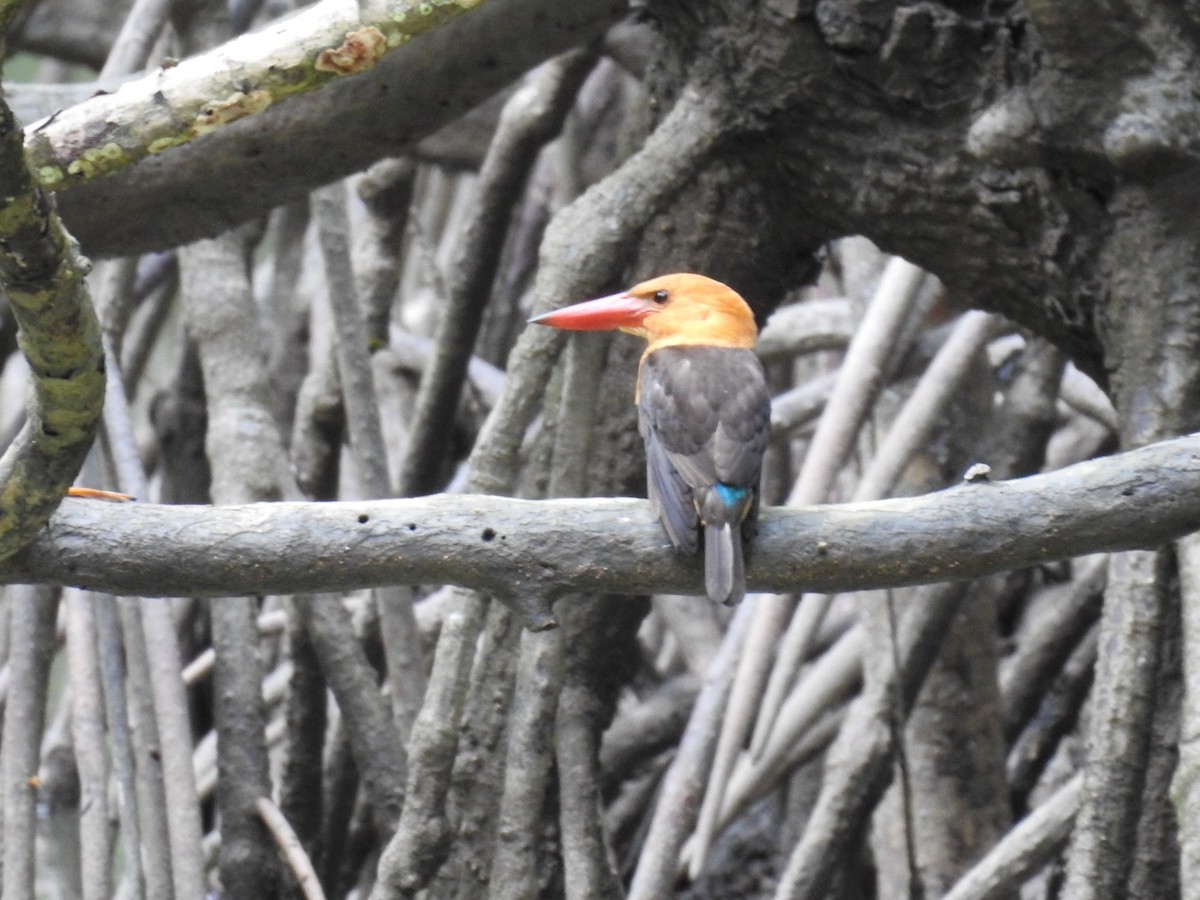 Brown-winged Kingfisher - ML643920105