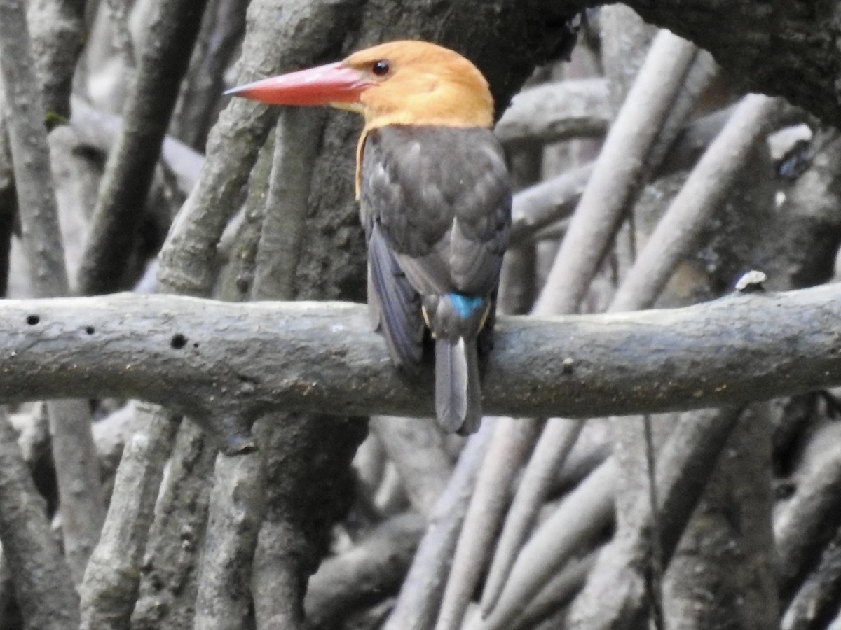 Brown-winged Kingfisher - ML643920106