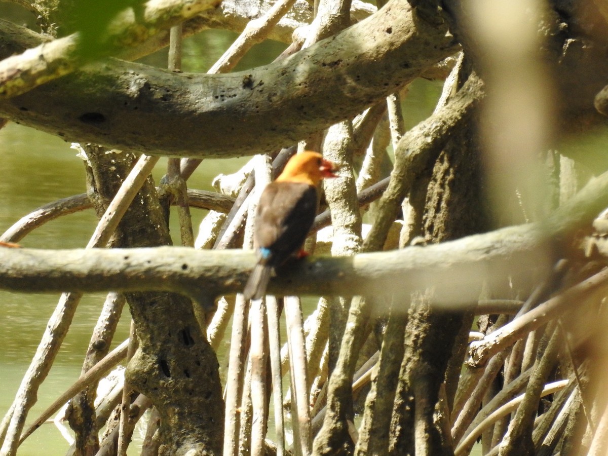 Brown-winged Kingfisher - ML643920107