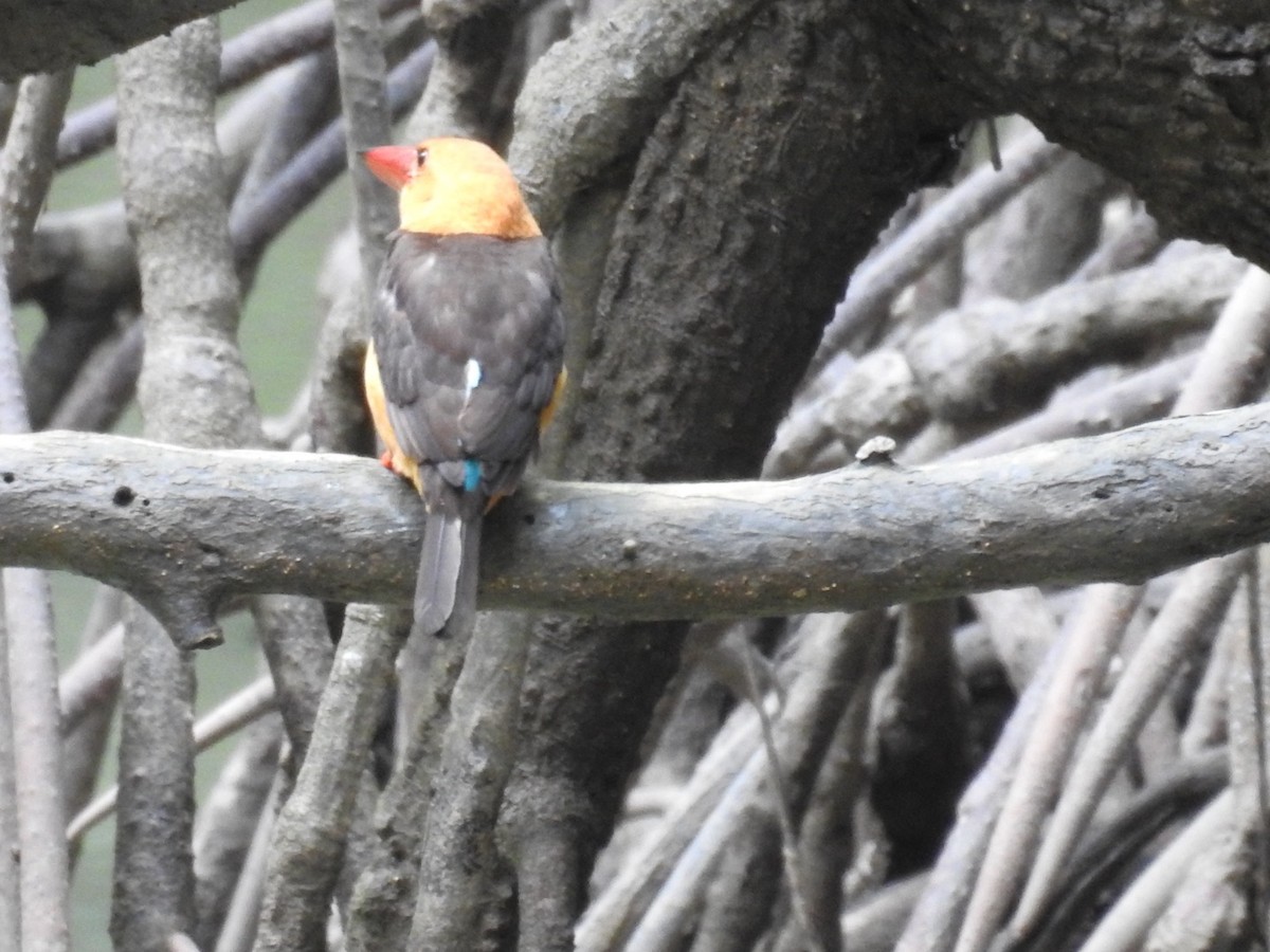 Brown-winged Kingfisher - ML643920108