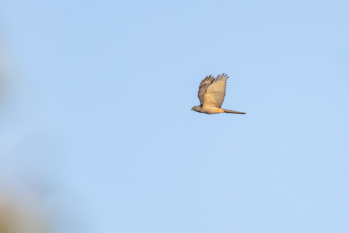 Brown Goshawk - ML643920135