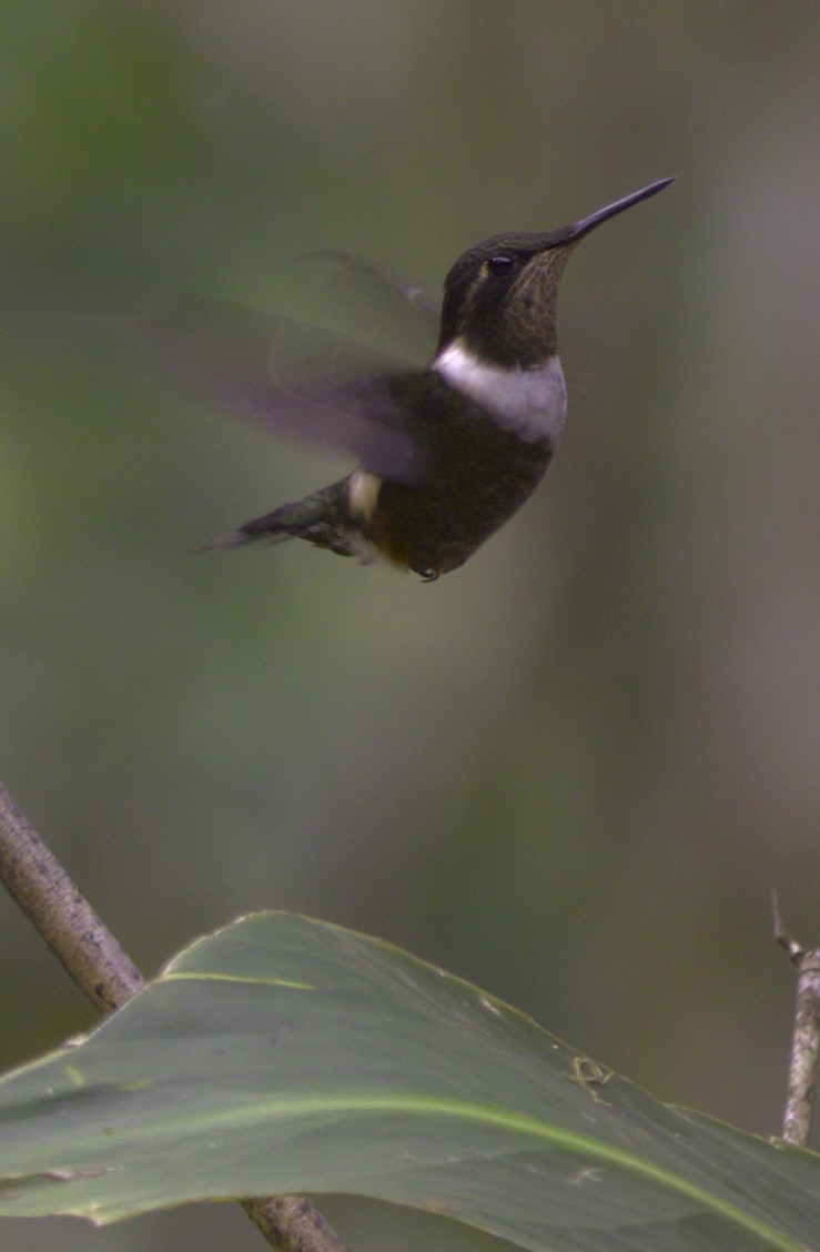 Purple-throated Woodstar - ML643920171