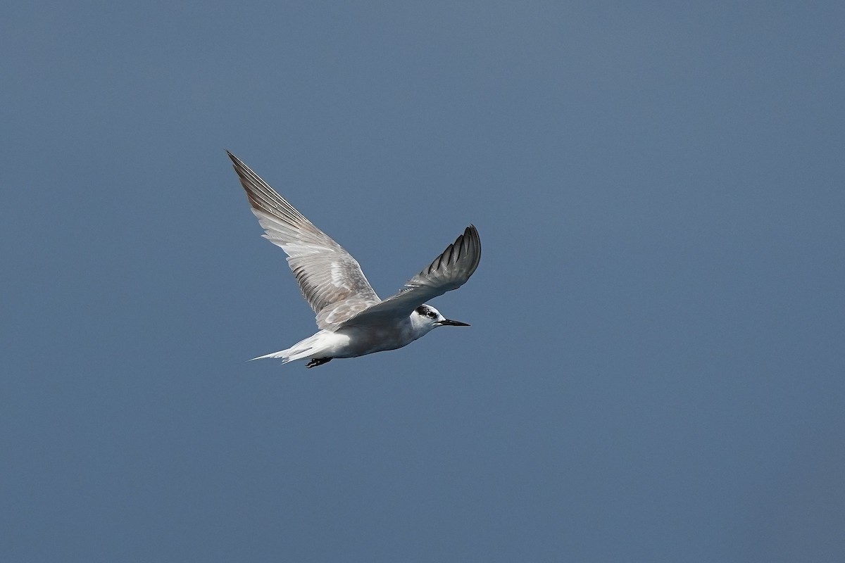 Aleutian Tern - ML643920175