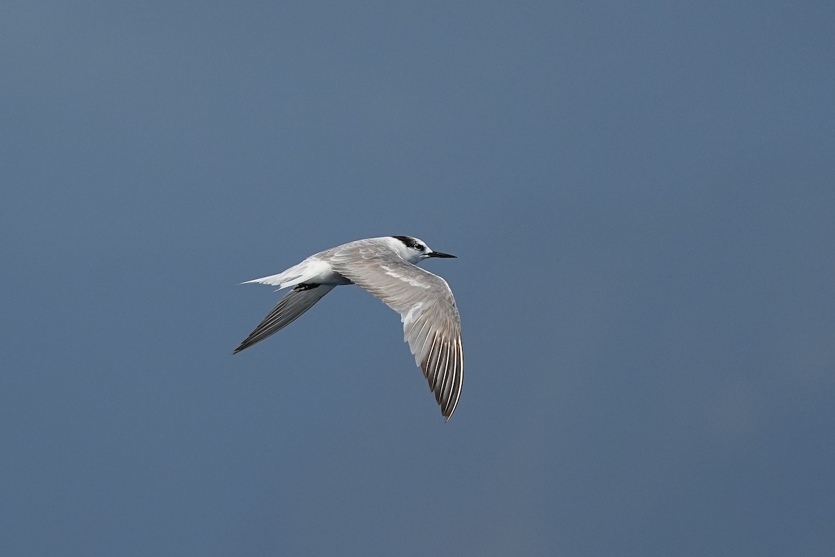 Aleutian Tern - ML643920176