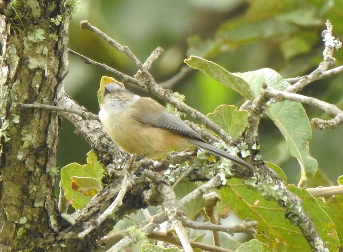 Bushtit - ML643920180