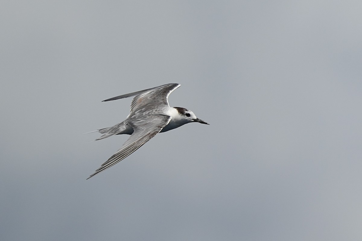 Aleutian Tern - ML643920185
