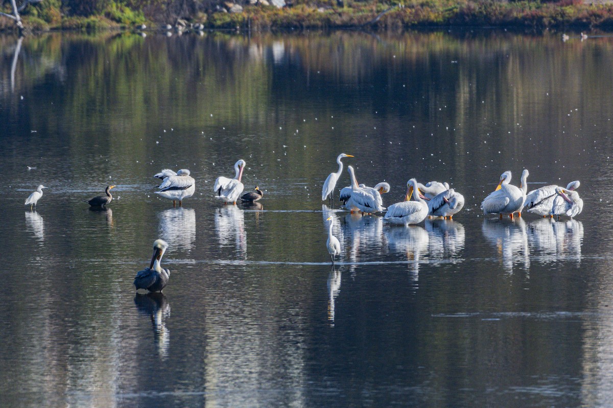 Brown Pelican - ML643920196