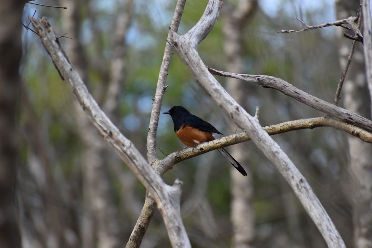 White-rumped Shama (White-rumped) - ML643920197