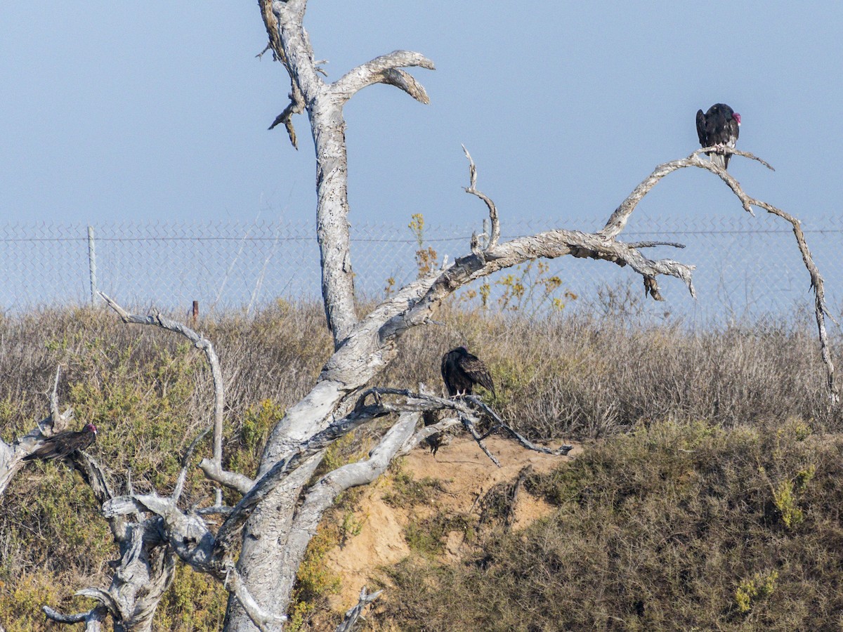 Turkey Vulture - ML643920198