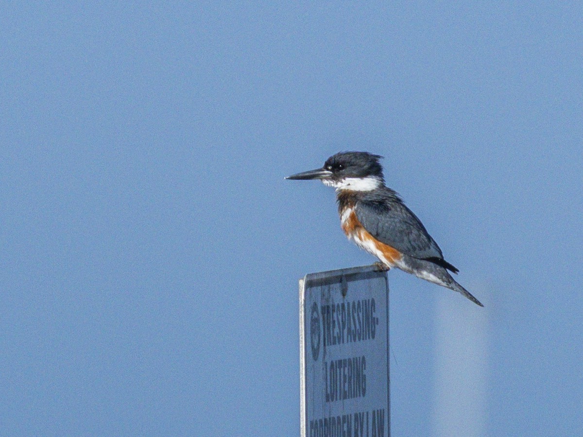 Belted Kingfisher - ML643920199