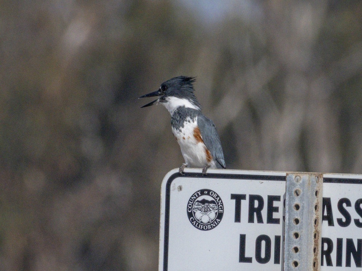 Belted Kingfisher - ML643920201