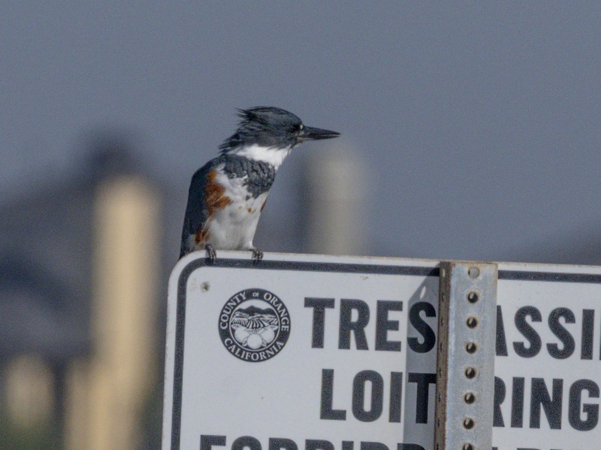 Belted Kingfisher - ML643920202
