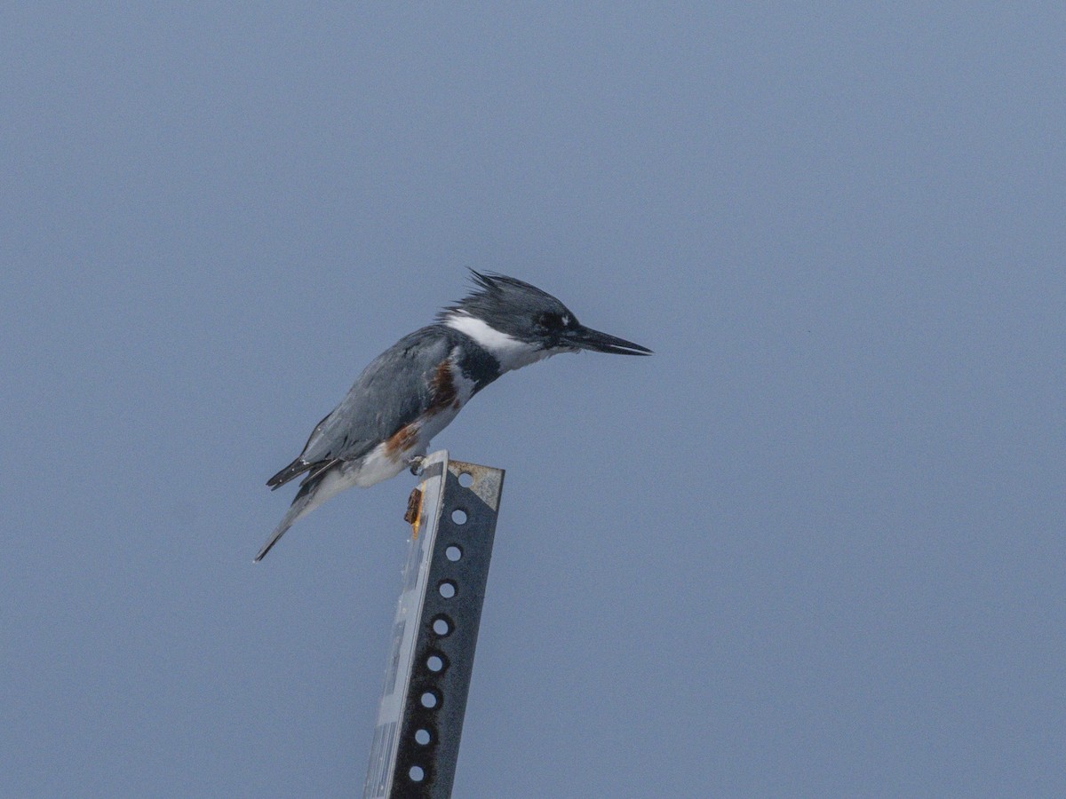 Belted Kingfisher - ML643920203