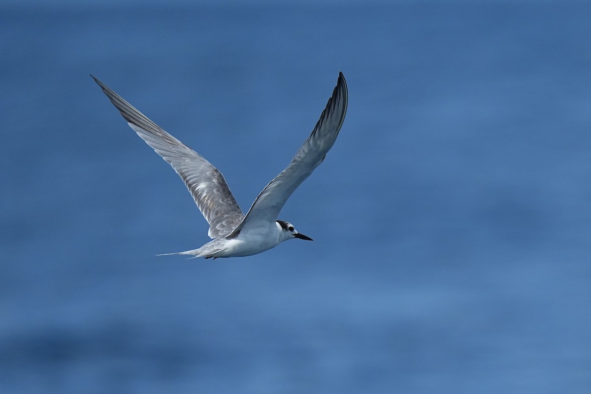 Aleutian Tern - ML643920204