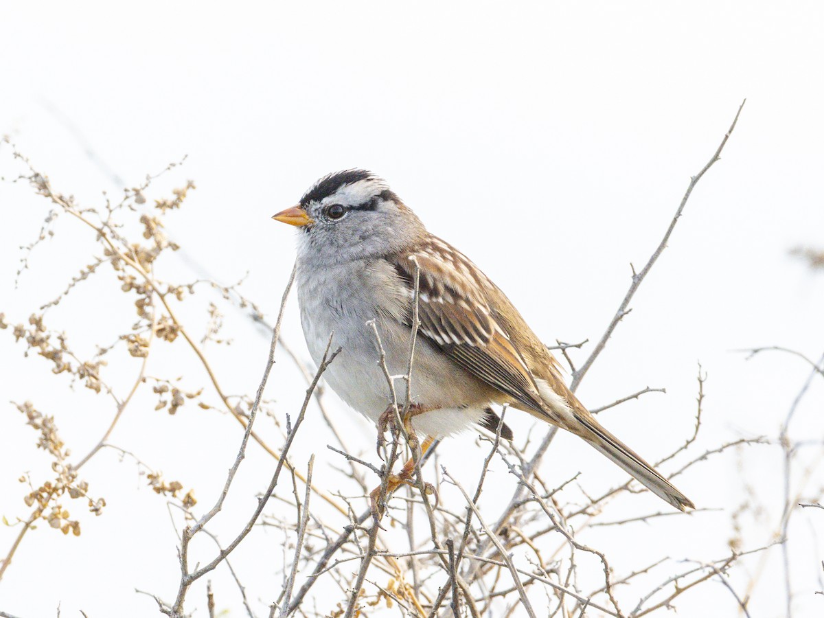 White-crowned Sparrow - ML643920211