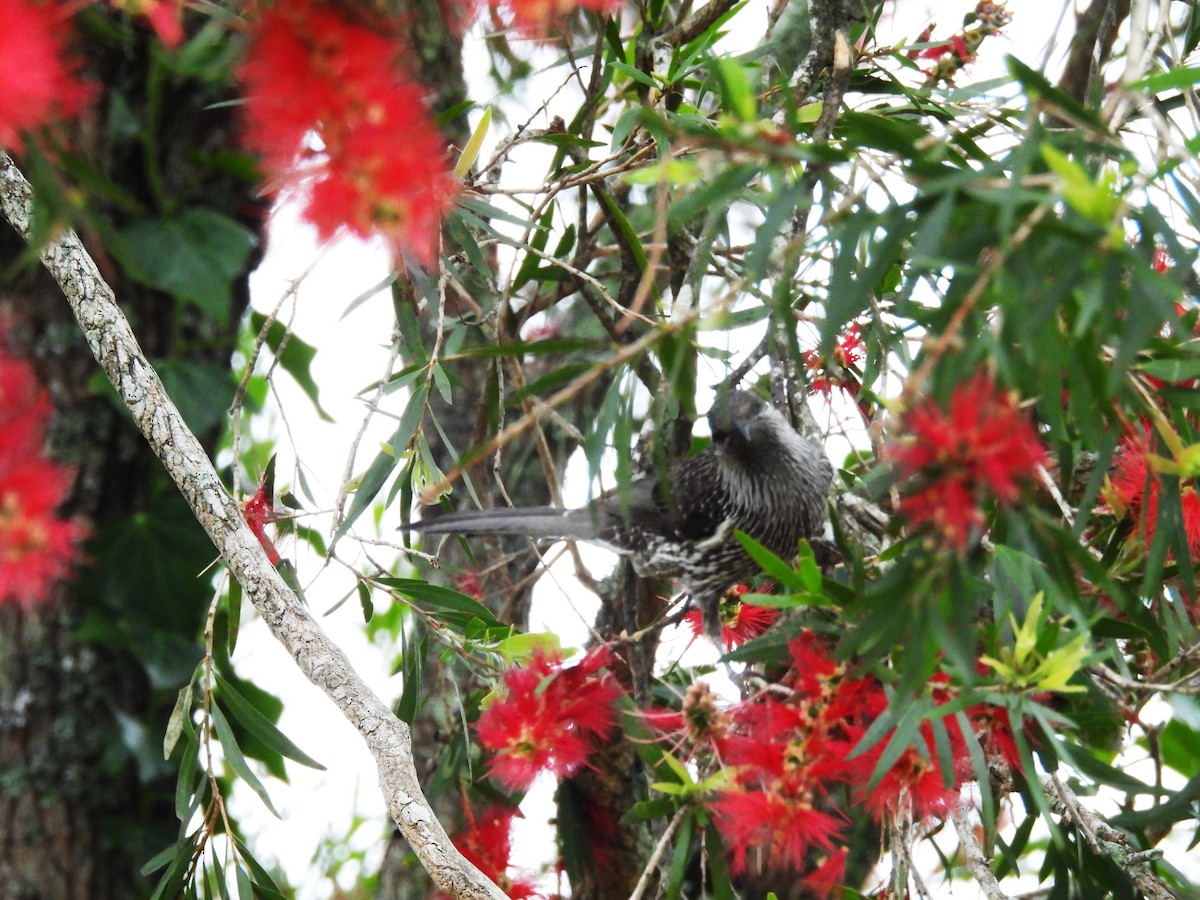 Little Wattlebird - ML643920217