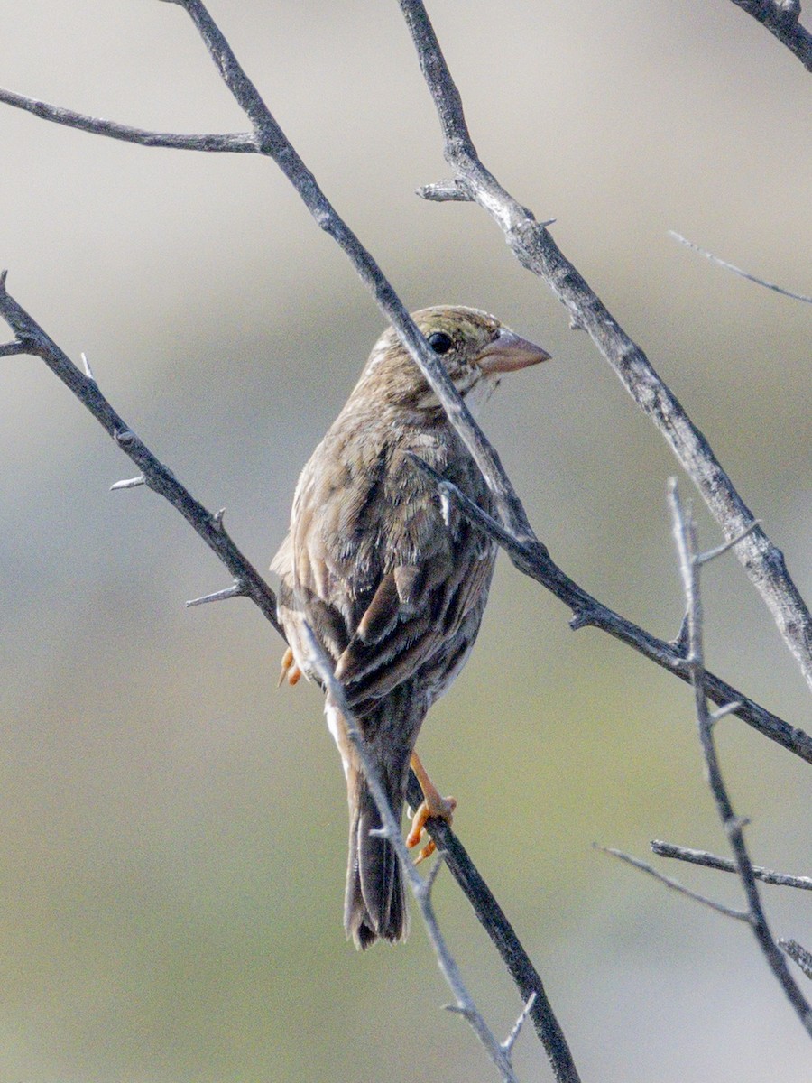 Savannah Sparrow - ML643920219