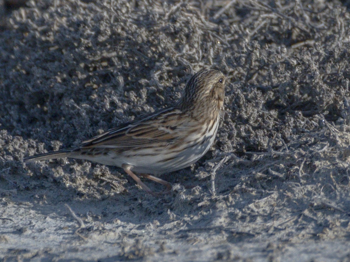 Savannah Sparrow - ML643920220
