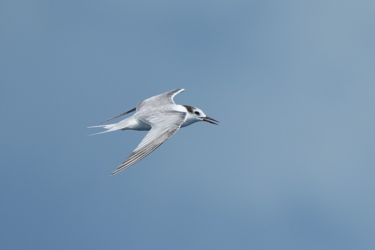 Aleutian Tern - ML643920223