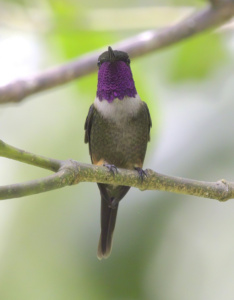 Purple-throated Woodstar - ML643920236