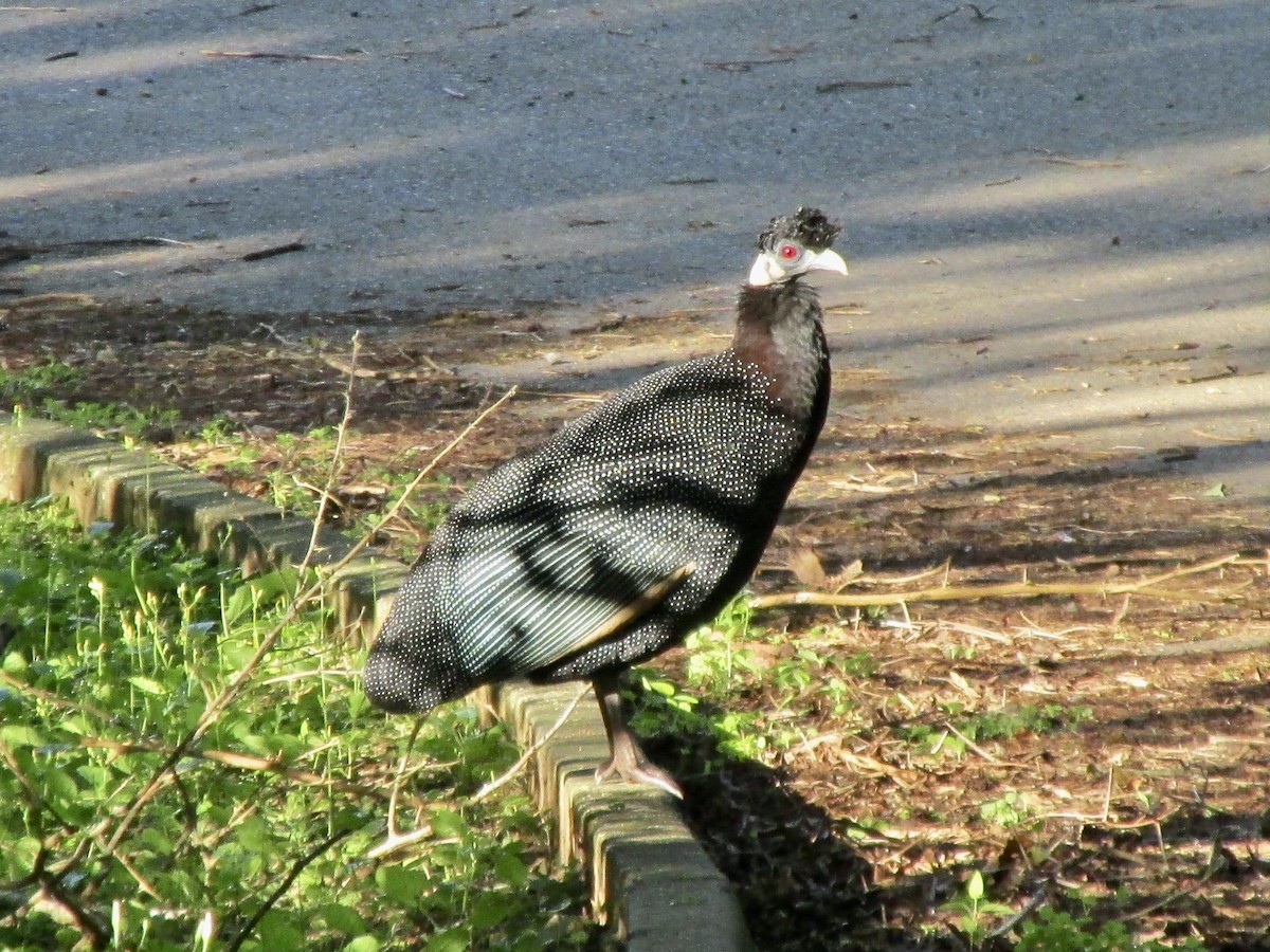 Southern Crested Guineafowl - ML643920245
