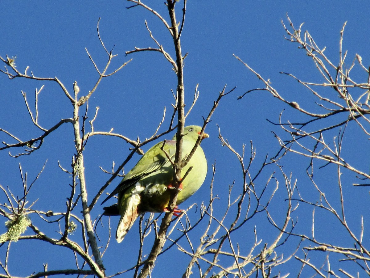 African Green-Pigeon - ML643920246
