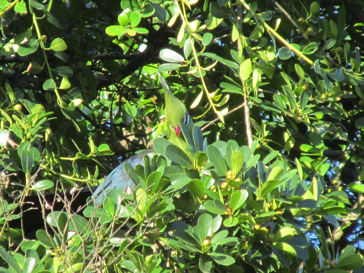 Livingstone's Turaco - ML643920247
