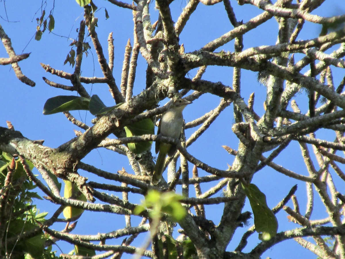 Eastern Nicator - ML643920257