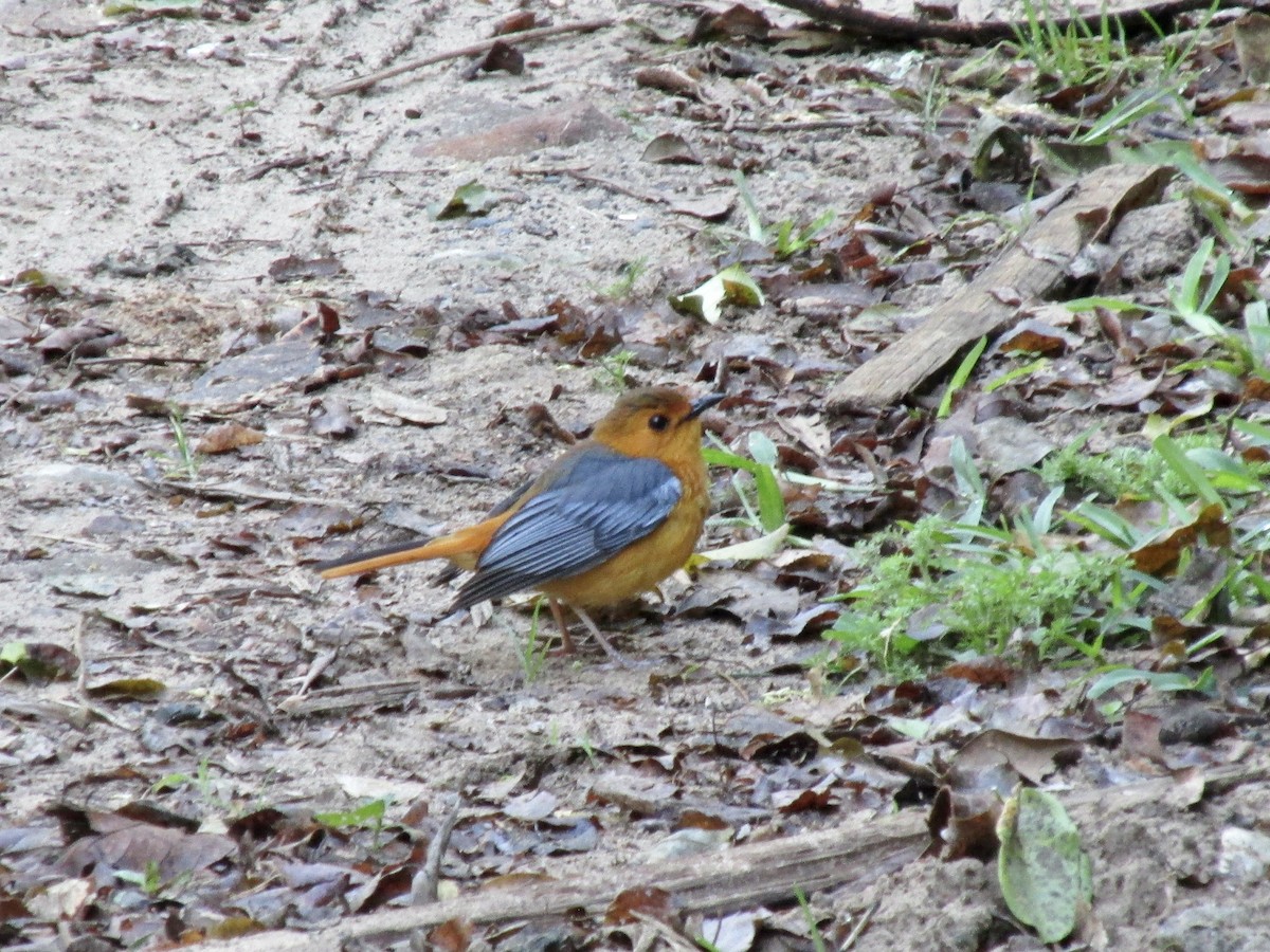Red-capped Robin-Chat - ML643920258