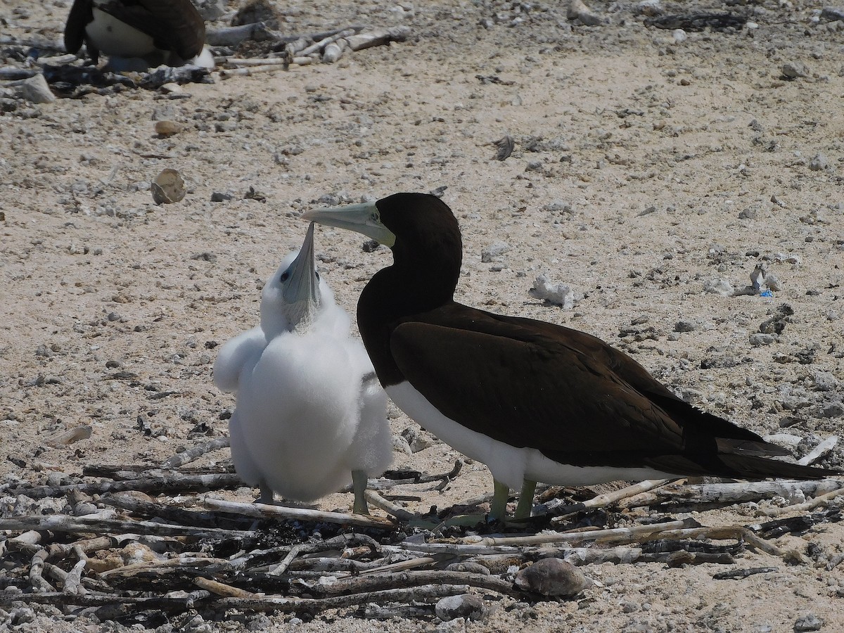 Brown Booby - ML643920267