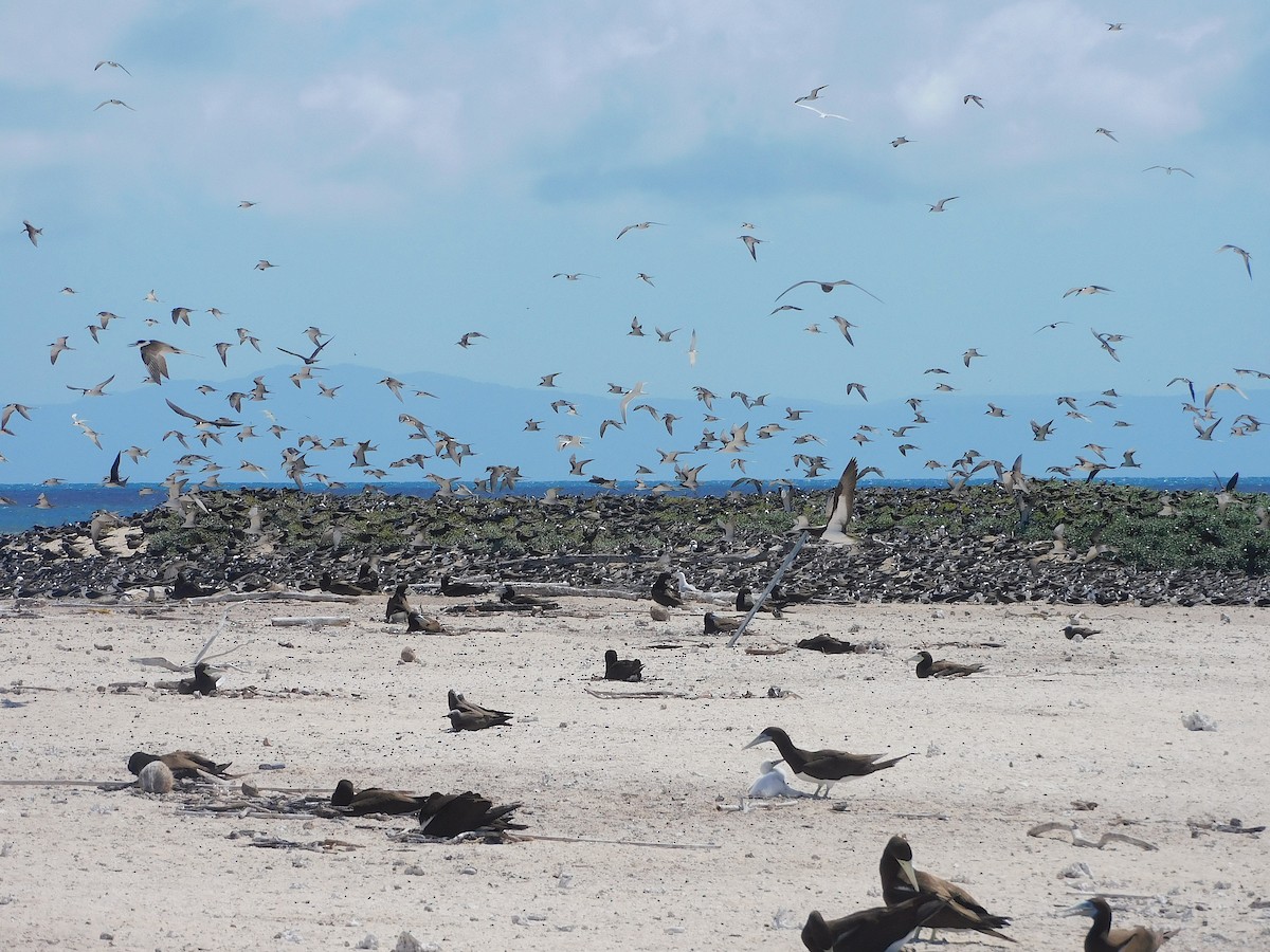 Brown Booby - ML643920268