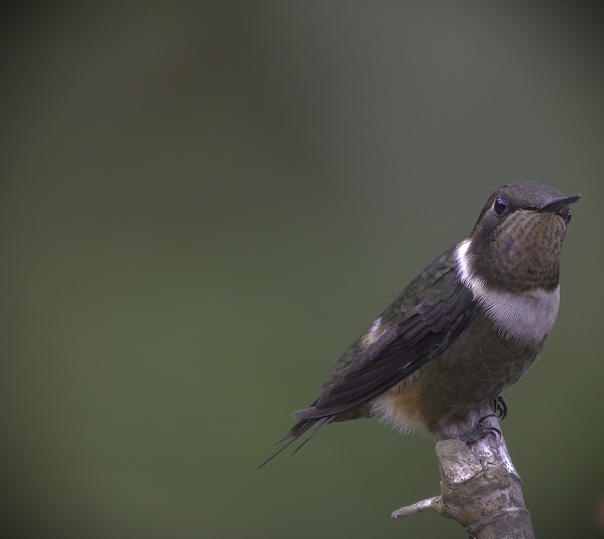 Purple-throated Woodstar - ML643920270