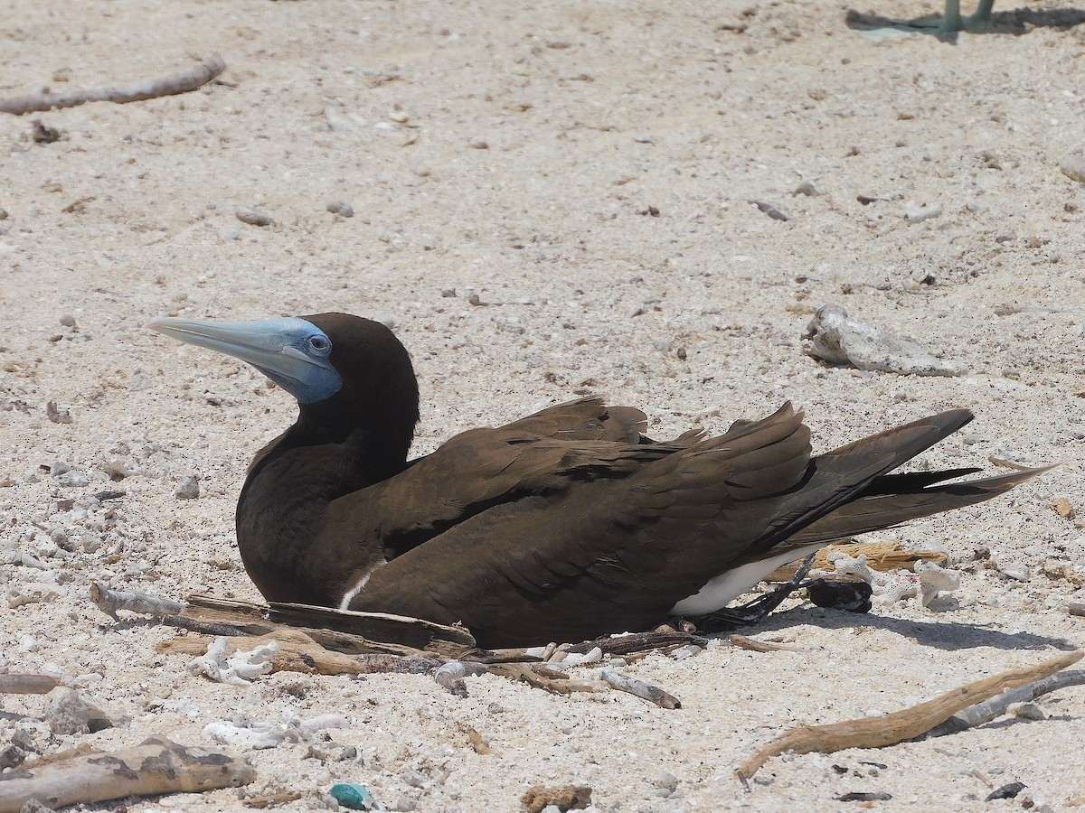 Brown Booby - ML643920279