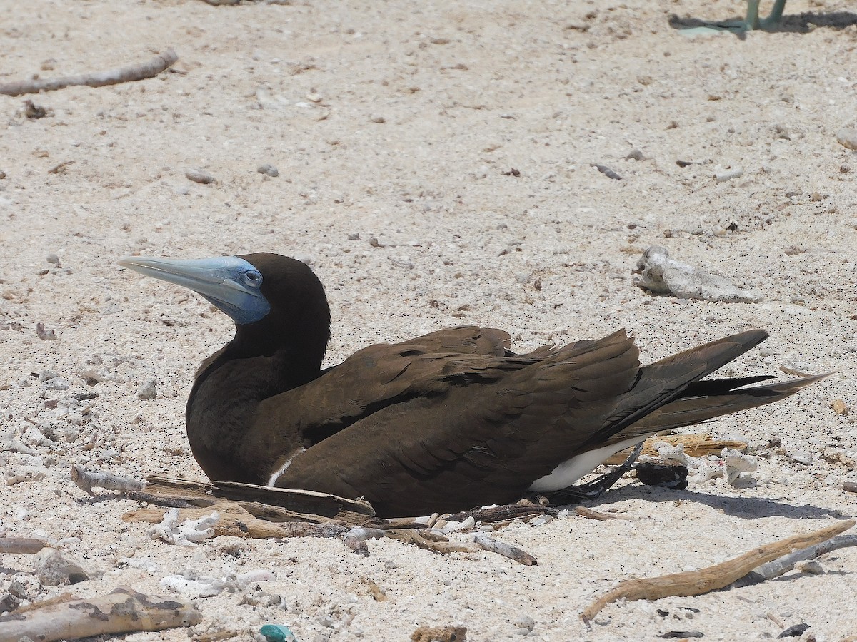 Brown Booby - ML643920280