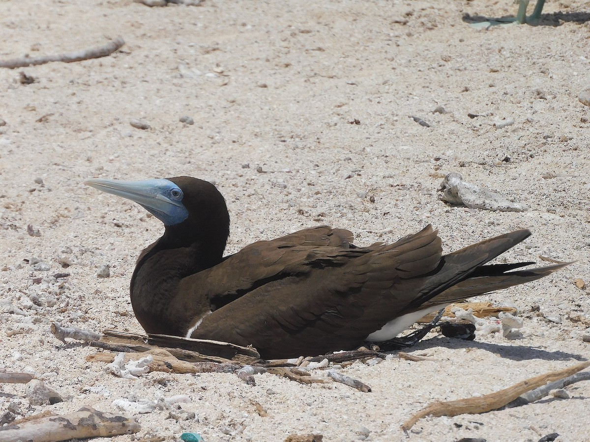 Brown Booby - ML643920281
