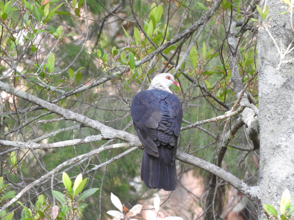 White-headed Pigeon - ML643920292