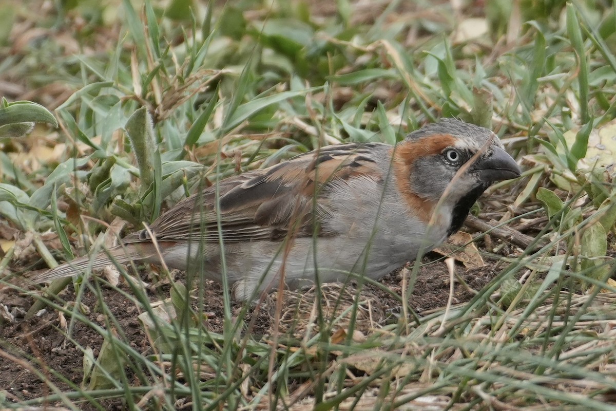 Kenya Rufous Sparrow - ML643920298