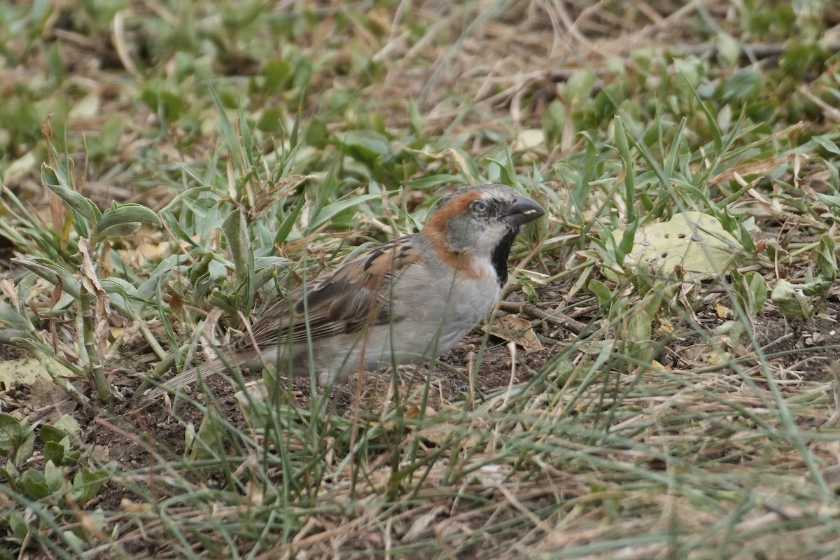 Kenya Rufous Sparrow - ML643920299