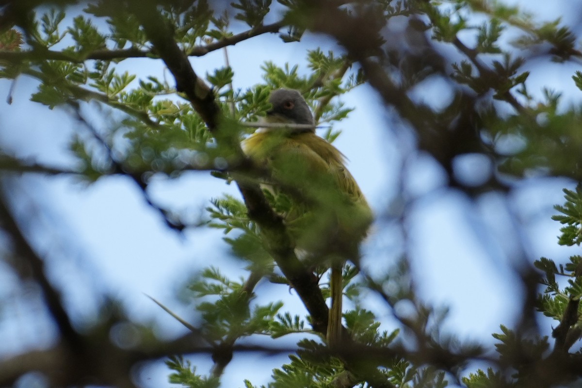 Желтогрудый апалис - ML643920311