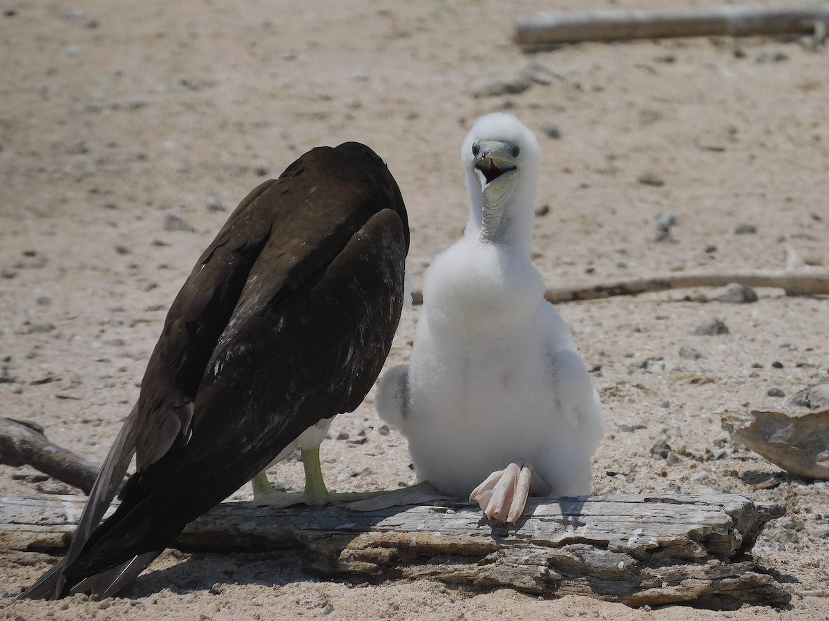 Brown Booby - ML643920312
